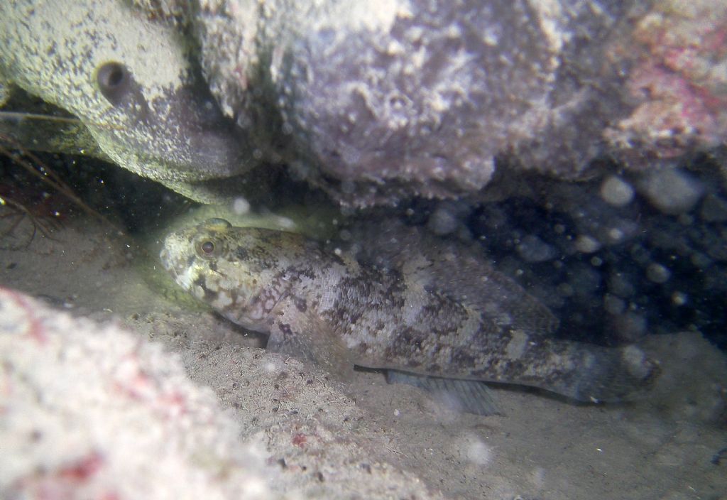 Gobius paganellus